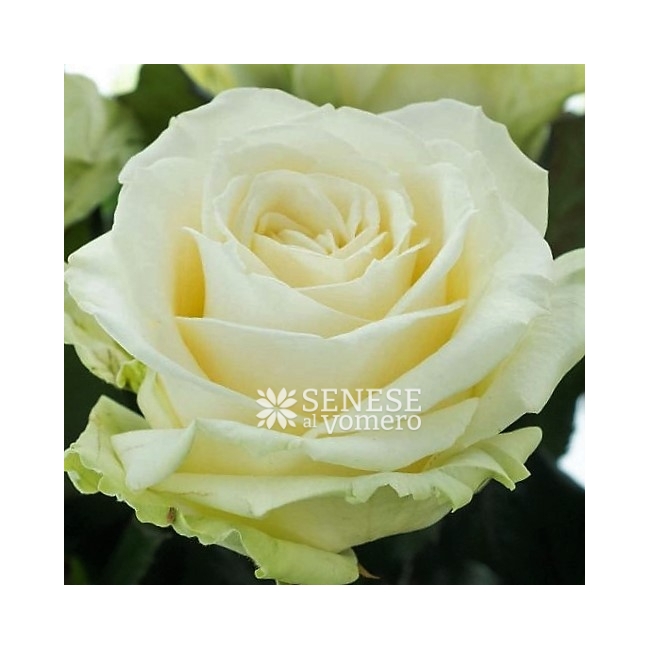 Senese Vomero Napoli - Amore » Anniversario » Compleanno » Matrimonio » ROSE  LUNGHE A SCELTA » Rose Blu fiori a domicilio