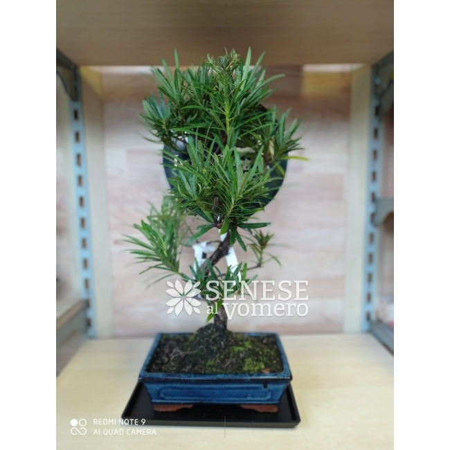 Senese Vomero Napoli - BONSAI » Inaugurazione » Ringraziamento » Bonsai di  Podocarpus macrophylla eretto informale fiori a domicilio