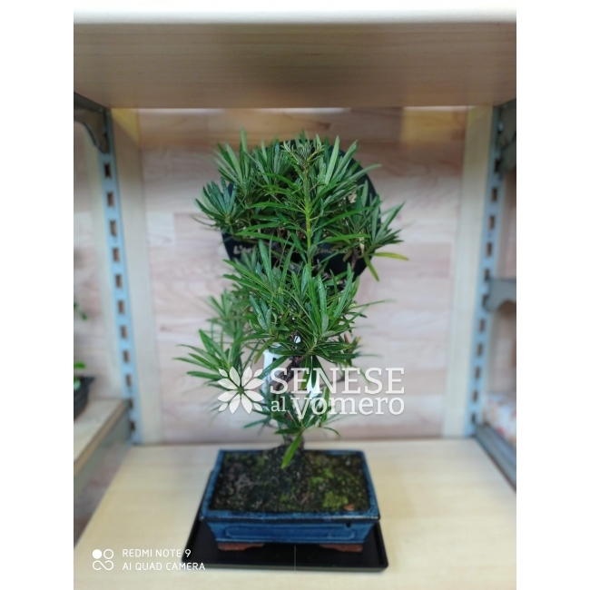 NEWS – Nuovo Spettacolare Articolo MAXI PODOCARPUS BONSAI